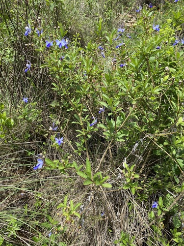 Rotheca myricoides