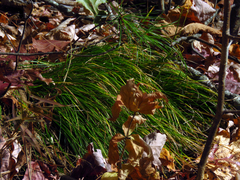 Carex pensylvanica
