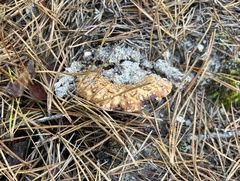 Russula ventricosipes