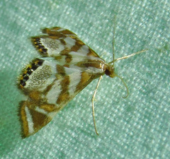 Chrysendeton medicinalis