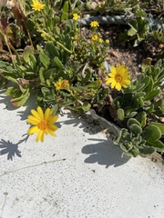 Calendula suffruticosa