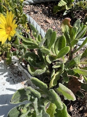 Calendula suffruticosa