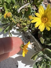 Calendula suffruticosa
