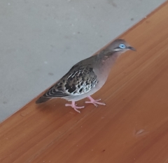 Zenaida galapagoensis