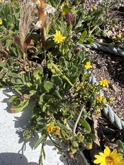 Calendula suffruticosa