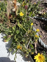Calendula suffruticosa