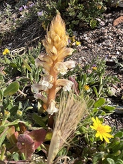 Orobanche calendulae