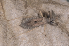 Oncocephalus breviscutum