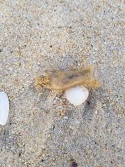 Scyliorhinus canicula