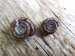 Helicodonta obvoluta