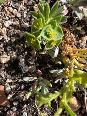 Euphorbia portlandica