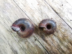 Helicodonta obvoluta