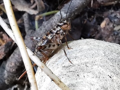 Gryllomorpha dalmatina