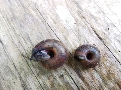 Helicodonta obvoluta