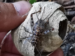 Gryllomorpha dalmatina