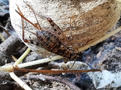 Gryllomorpha dalmatina
