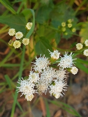 Ageratina glechonophylla
