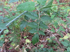 Rubus pinnatus