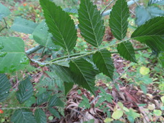 Rubus pinnatus