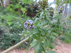 Psoralea bracteolata
