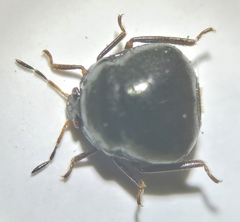 Coptosoma scutellatum