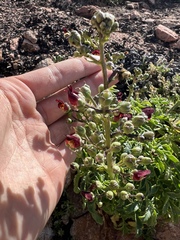 Scrophularia sublyrata