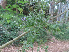 Psoralea bracteolata