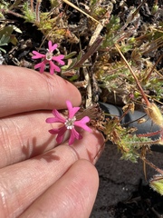Silene scabriflora