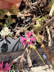 Silene scabriflora
