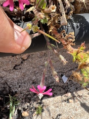 Silene scabriflora