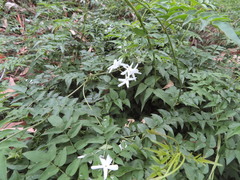 Jasminum polyanthum