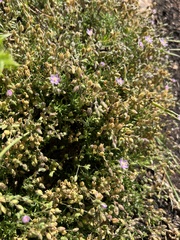 Spergularia rupicola