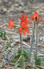 Hippeastrum petiolatum