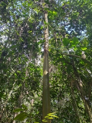 Calycophyllum