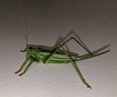 Hubbellia marginifera