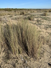 Elymus farctus