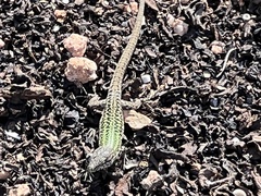 Podarcis carbonelli berlengensis