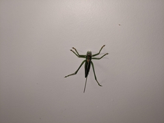 Hubbellia marginifera