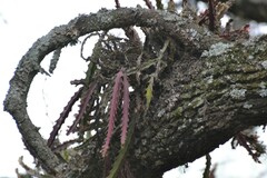 Pfeiffera ianthothele