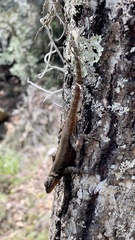 Sceloporus grammicus