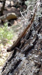 Sceloporus grammicus