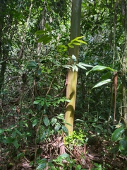 Calycophyllum