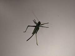 Hubbellia marginifera