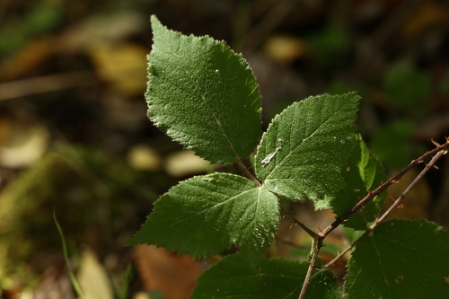 Rubus castellarnaui
