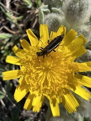 Oedemera simplex