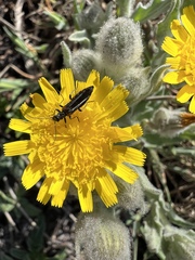 Oedemera simplex