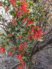 Tristerix corymbosus