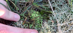 Cladonia ochrochlora