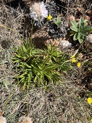 Armeria berlengensis