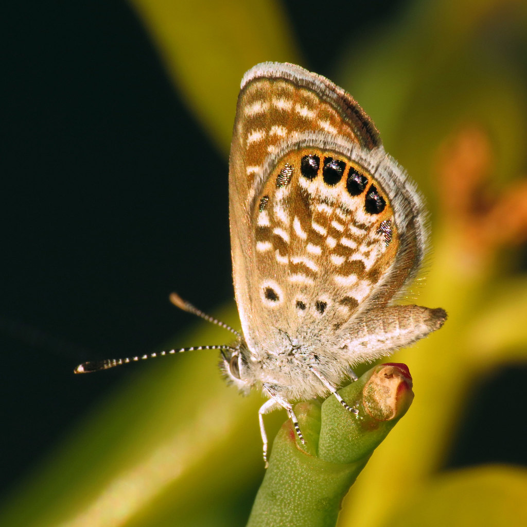 Yucatan Pygmy Blue